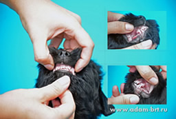        .     ! Adam Racy Style    Adam Racy Style 