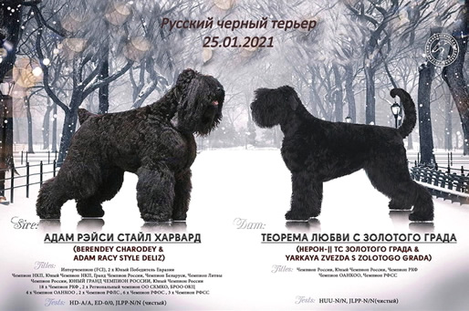   ,   !  ,    ! Adam Racy Style       !