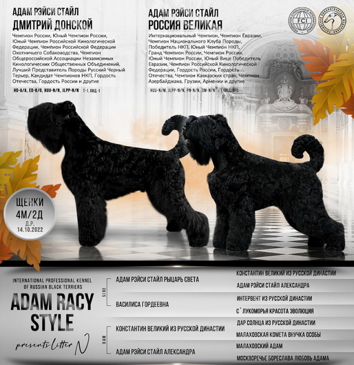       !  !      . Adam Racy Style   ()   