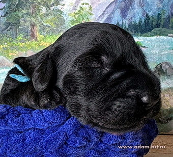       !  !      . Adam Racy Style  ()  Adam Racy Style   ()