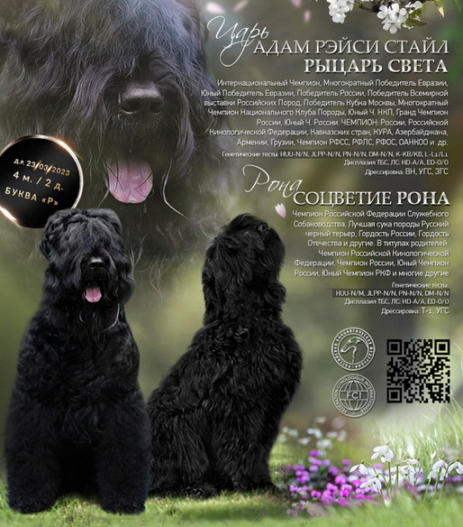       !  !      . Adam Racy Style   ()   