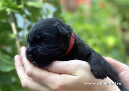       !    !      . Adam Racy Style  () +   ()   