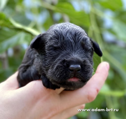       !    !      . Adam Racy Style  () +   ()   