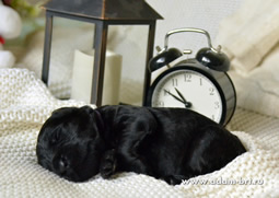       .   !      . Adam Racy Style  + - 