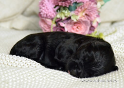       .   !      . Adam Racy Style  + - 