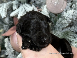        .     ! Adam Racy Style    Adam Racy Style 