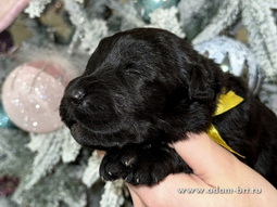        .     ! Adam Racy Style    Adam Racy Style 