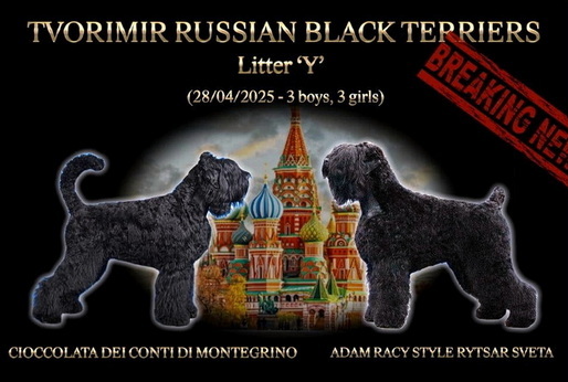 The unprecedented litter of Russian Black Terriers puppies, mating the another continent! Russia, Australia, New Zealand! Adam Racy Style RYTSAR SVETA (CZAR) + CIOCCOLATA DEI CONTI DI MONTEGRINO