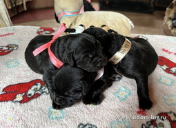       .     . Adam Racy Style NORMANDIYA  Moskvorechie NIL SILYCH