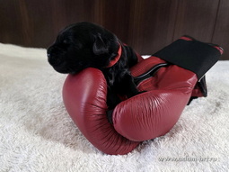   ,      .      . Adam Racy Style   Adam Racy Style  -   