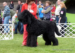 Adam Racy Style APOLLON - GRAND CHAMPION OF RUSSIAN FEDERATION!