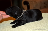 Russian Black Terrier BRT puppies of Apollon on sale!