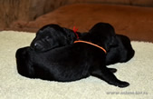 Russian Black Terrier BRT puppies of Apollon on sale!