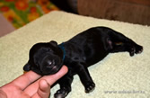 Russian Black Terrier BRT puppies of Apollon on sale!
