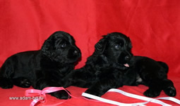 Russian Black Terrier BRT puppies of Apollon on sale!