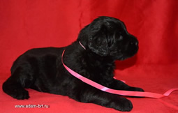 Russian Black Terrier BRT puppies of Apollon on sale!