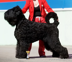 Adam Racy Style APOLLON - INTERNATIONAL CHAMPION!