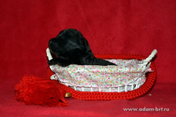 Black Terrier puppies of Apollon on sale!