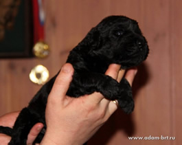 Adam Racy Style - MULTI CHAMPIONS BRT PUPPIES!