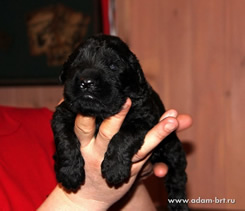 Adam Racy Style - MULTI CHAMPIONS BRT PUPPIES!