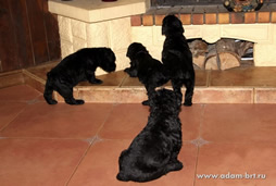 Adam Racy Style - MULTI CHAMPIONS BRT PUPPIES!