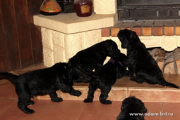 Adam Racy Style - MULTI CHAMPIONS BRT PUPPIES!