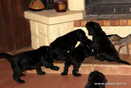 Adam Racy Style - MULTI CHAMPIONS BRT PUPPIES!