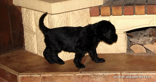 Adam Racy Style - MULTI CHAMPIONS BRT PUPPIES!