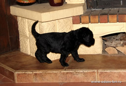 Adam Racy Style - MULTI CHAMPIONS BRT PUPPIES!