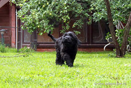 Adam Racy Style CHERNAYA ZHEMCHUZHINA - THE PUPPY OF MULTICHAMPIONS!