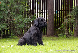 Adam Racy Style CHERNAYA ZHEMCHUZHINA - THE PUPPY OF MULTICHAMPIONS!