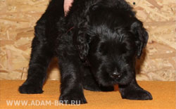 АДАМ + БОРИСЛАВА