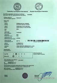 Adam Racy Style MATVEY - Hip/Elbow dysplasia HD-B/ED-0!