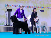 Adam Racy Style RYTSAR SVETA (TSAR) - THE BEST DOG AND WINNER OF THE FIRST WORLD DOG SHOW FOR RUSSIAN NATIONAL BREEDS, BEST IN SHOW!