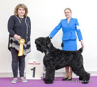 Adam Racy Style HARVARD - BEST JUNIOR OF RUSSIAN BLACK TERRIER BREED!