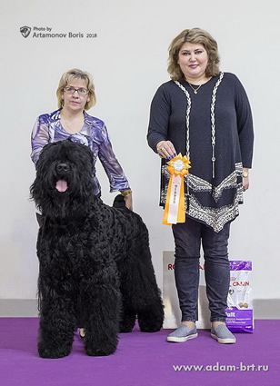 Adam Racy Style RYTSAR SVETA - CHAMPION OF NATIONAL BRT CLUB BREED AND GRAND CHAMPION OF RUSSIA!