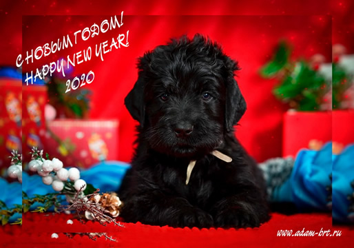 Merry Christmas and Happy New 2020 Year to all our pets and friends!