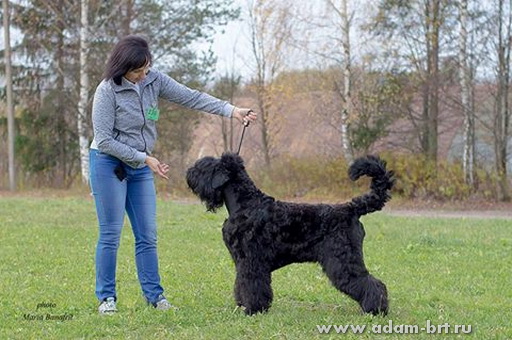 Adam Racy Style NEWMIRI