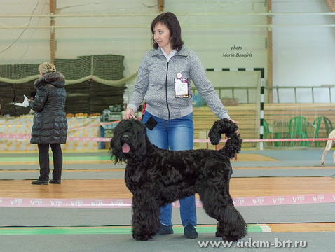 Adam Racy Style NEWMIRI