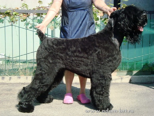 Adam Racy Style ODIN!