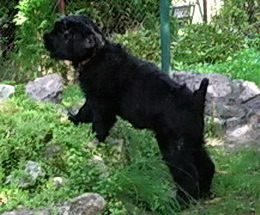 Velikaya KNYAZHNA OLGA (ADAM+LVITSA)