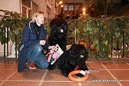dam Racy Style IDALGO and STEPHANIYA - BEST OF BLACK RUSSIAN TERRIERS BREED!