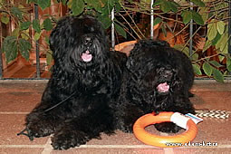 Adam Racy Style IDALGO and STEPHANIYA - BEST OF BLACK RUSSIAN TERRIERS BREED!