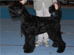 ADAM RACY STYLE BERENIS - THE BEST JUNIOR OF BREED