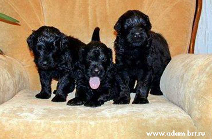 P-litter turned one year old!!!