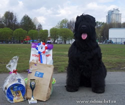 Adam Racy Style DALLAS - BEST MALE OF BREED!