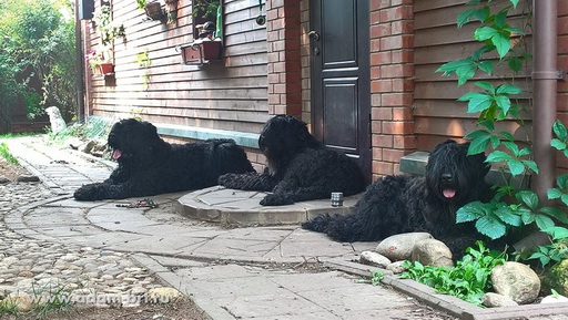 Our pride Adam Racy Style APOLLON, ALEKSANDRA and BORESLAVA LUBOV ADAMA!