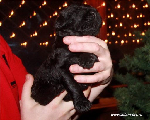PUPPY BLACK RUSSIAN TERRIER!