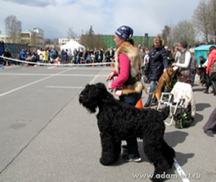 Adam Racy Style RUSSKIY ROCK - JUNIOR CHAMPION of RUSSIA!