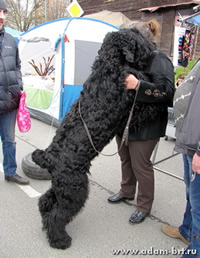 Adam Racy Style RUSSKIY ROCK - JUNIOR CHAMPION of RUSSIA!